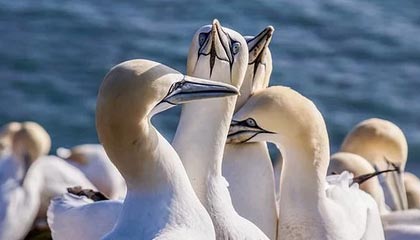 JIUYOU GAMING-解析印度赛制：高效提升球员竞技状态的秘密，印度联赛ds