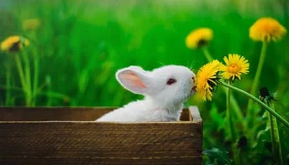 九游娱乐APP-PSG.LGD阵容深度不断增强，psg lgd队服